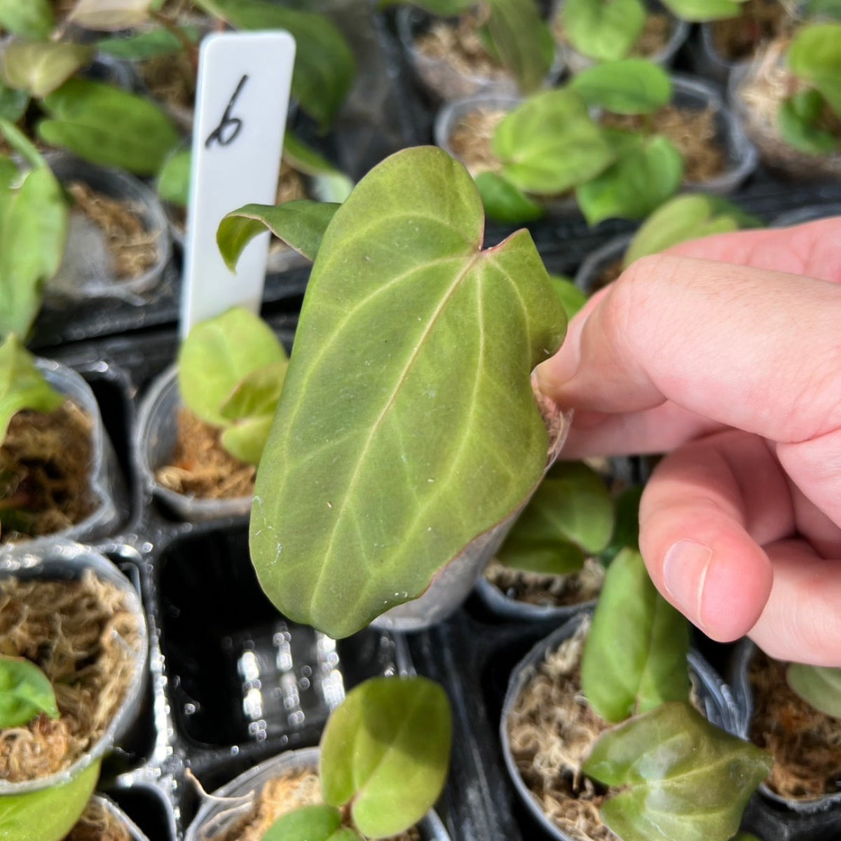 アンスリウムAnthurium （(besseae × debilis) × ('Dreamweaver