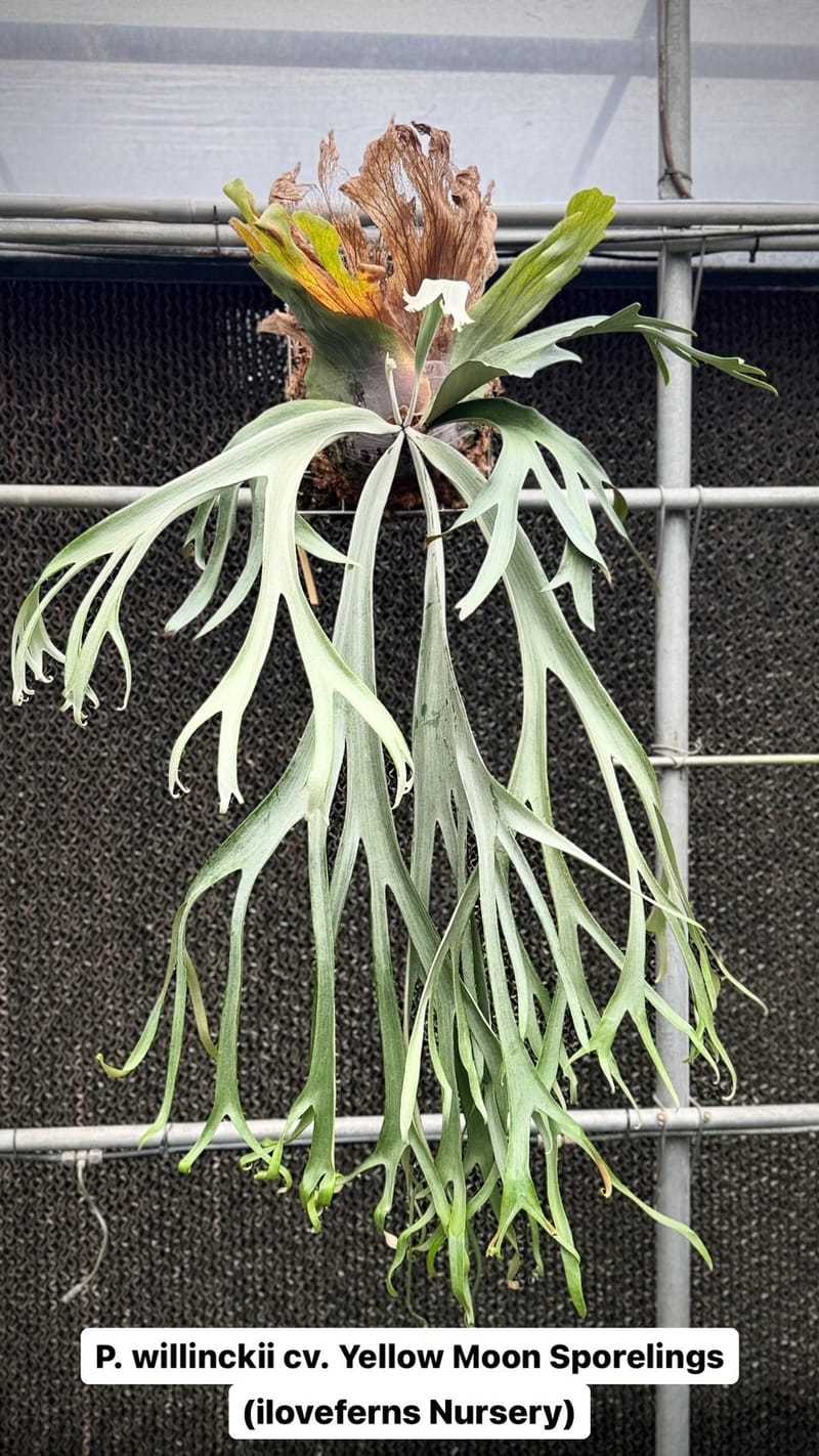 ビカクシダ ウィリンキー YMDS イエロームーンドワーフ スポアYP-011