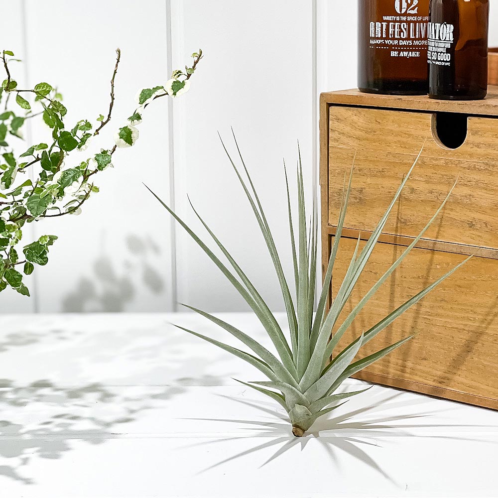 PLANCHU エアプランツ ティランジア エスピノーサ ジャイアント