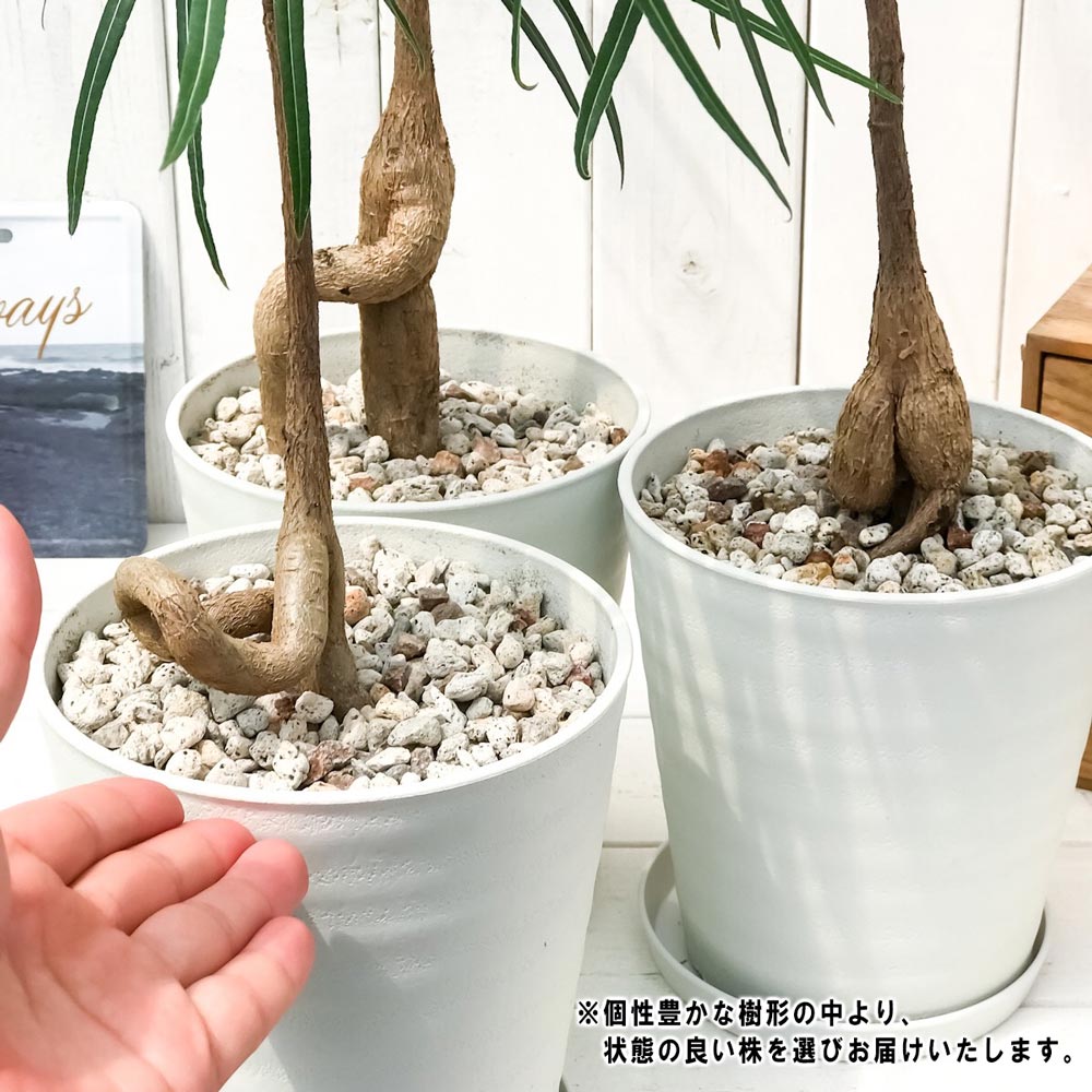 PLANCHU 観葉植物 ボトルツリー ブラキキトン ルペストリス 5号鉢