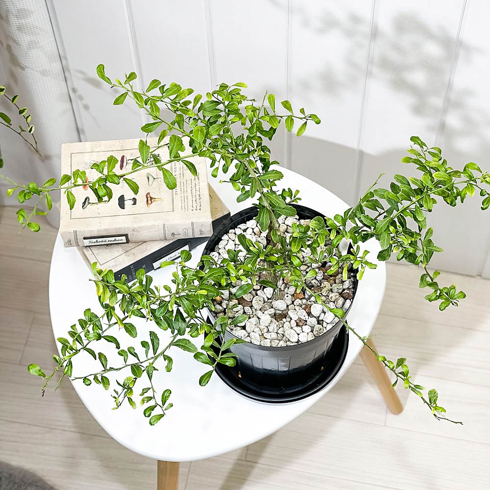 PLANCHU 熱帯果樹 フィンガーライム グリーンアリストンビル 6号