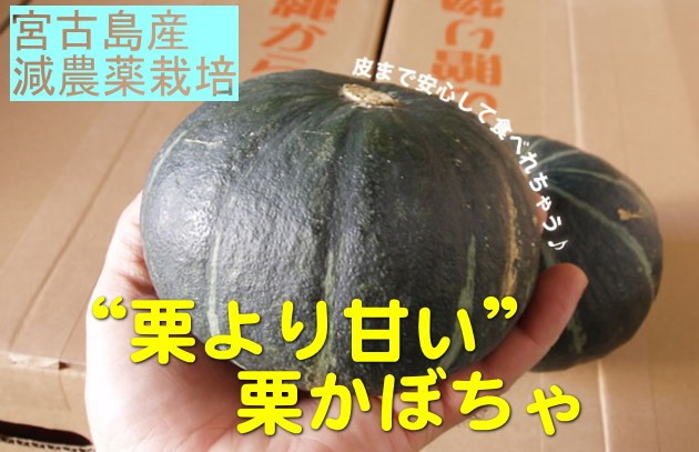 宮古島産 カボチャ 小玉 約5kg（6〜10玉） 農薬不使用 【発送1月〜6