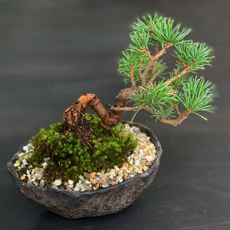 盆栽 五葉松 ゴヨウマツ ヒマコメツ くらま鉢 ミニ盆栽 爆買 : みどり