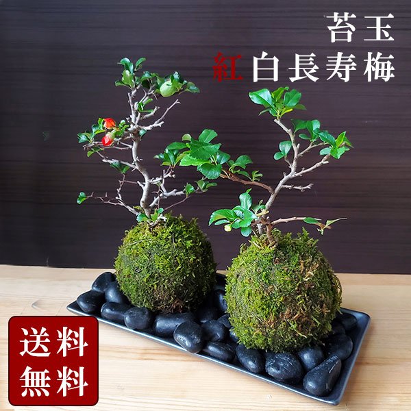 苔玉 紅白 紅花 白花コンビ 紅白長寿梅 陶器 長方 受皿セット 送料無料