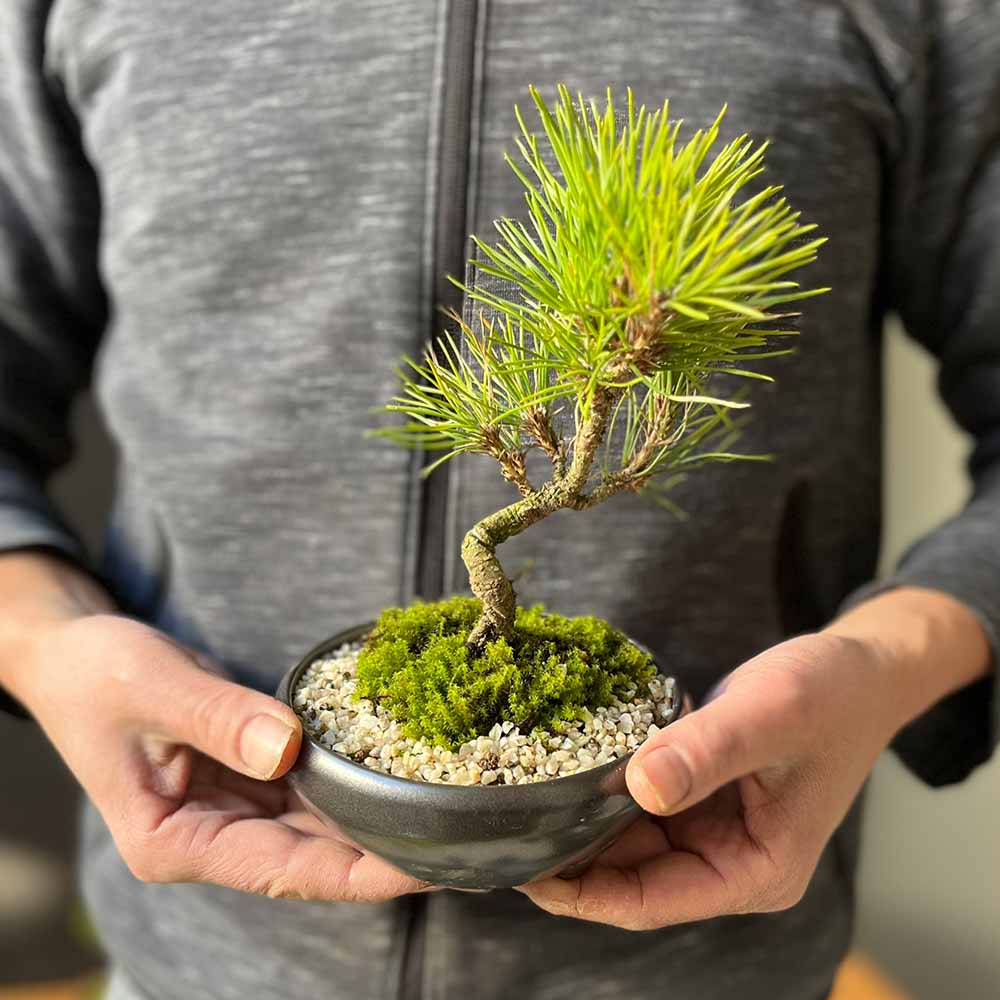 黒松盆栽 万古黒丸鉢 くろまつ クロマツ 爆買kuromatu ミニ盆栽 小品