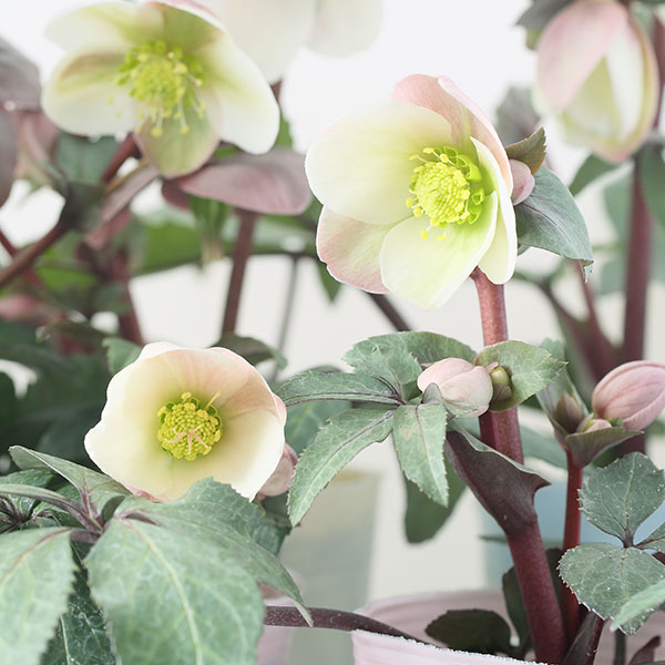 クリスマスローズ 原種（花の苗）｜苗 | 花、ガーデニング のおすすめ