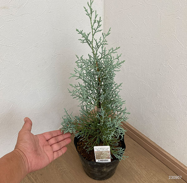 ブルーアイス 苗木 137cm❗8号 綺麗な葉色 シルバーブルー 鉢カバー