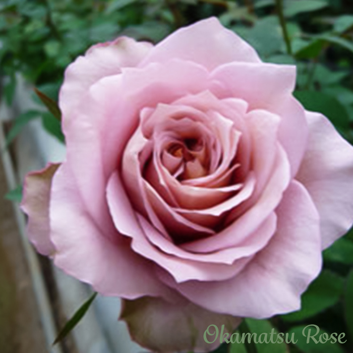 予約販売 バラ苗 バラ大苗 オッポセンター 契約品種 薔薇 ばら 送料