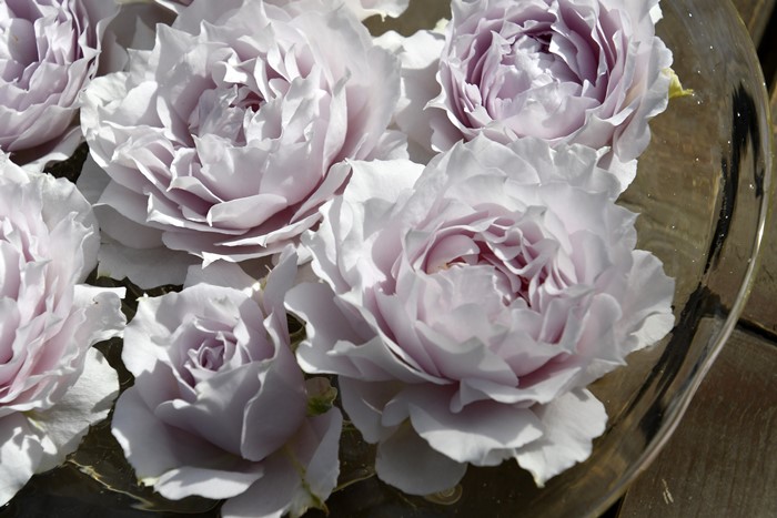 バラ苗【中苗】ザセレスティアル 6号鉢植え品《1bp6-8-A01-03-ザセ001