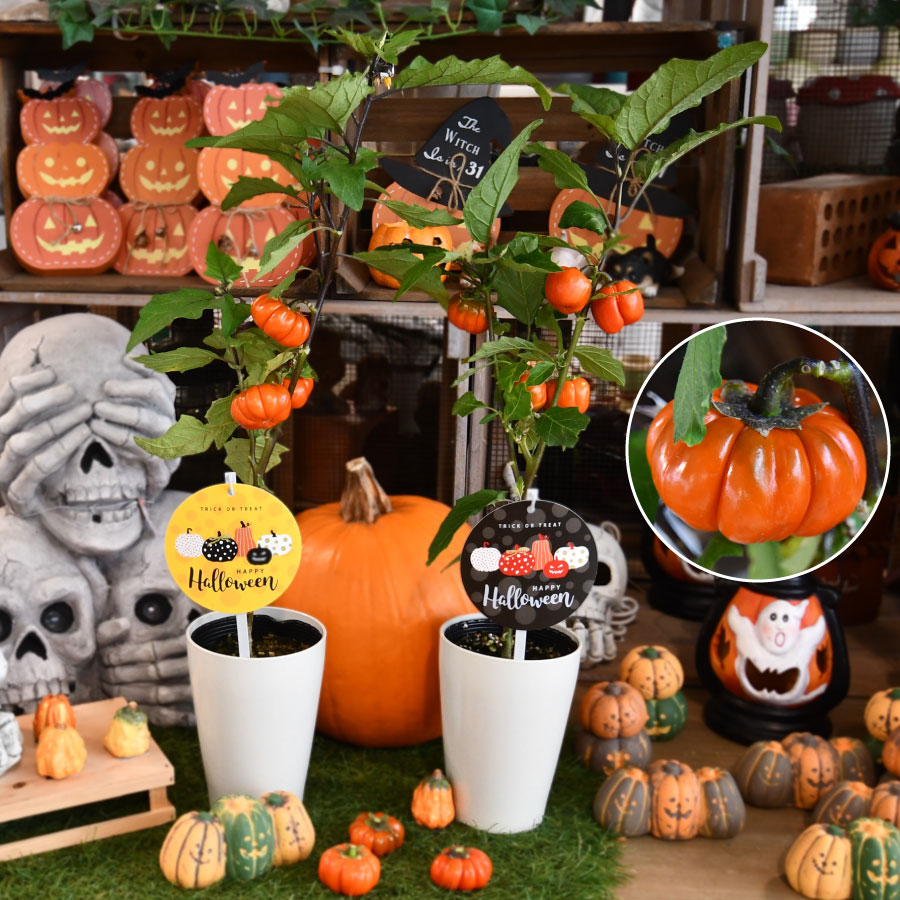 吉本花城園 爆買 ハロウィンにぴったり パンプキンツリー 4号 かぼちゃ
