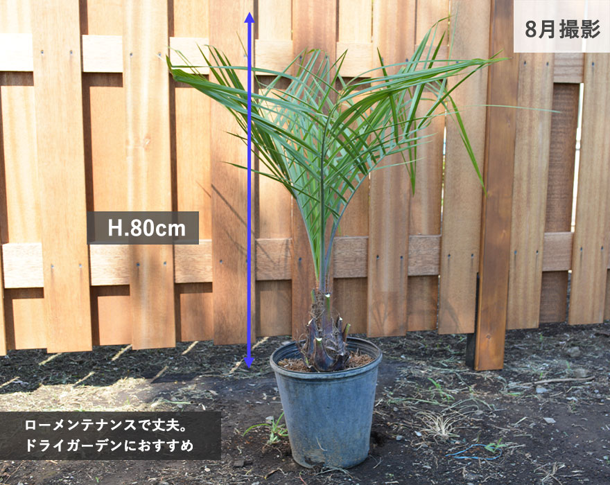ココスヤシ ヤタイヤシ ドライガーデン シンボルツリー 南国 常緑