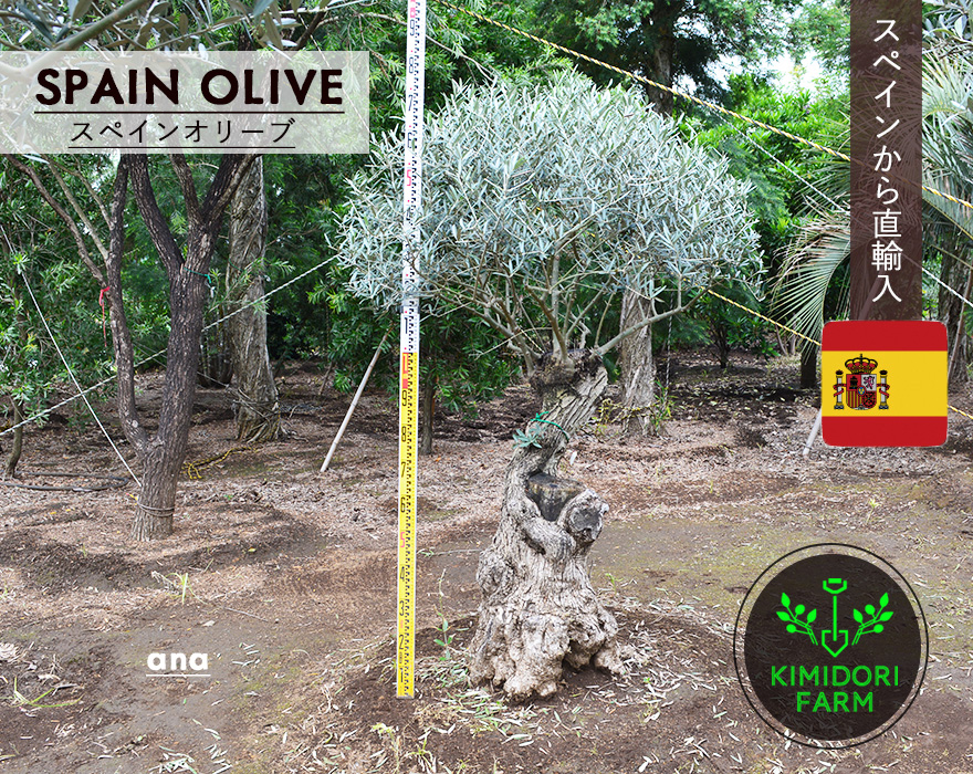 スペインオリーブ 古木 ANA シンボルツリー オリーブの木 約180cm 洋風