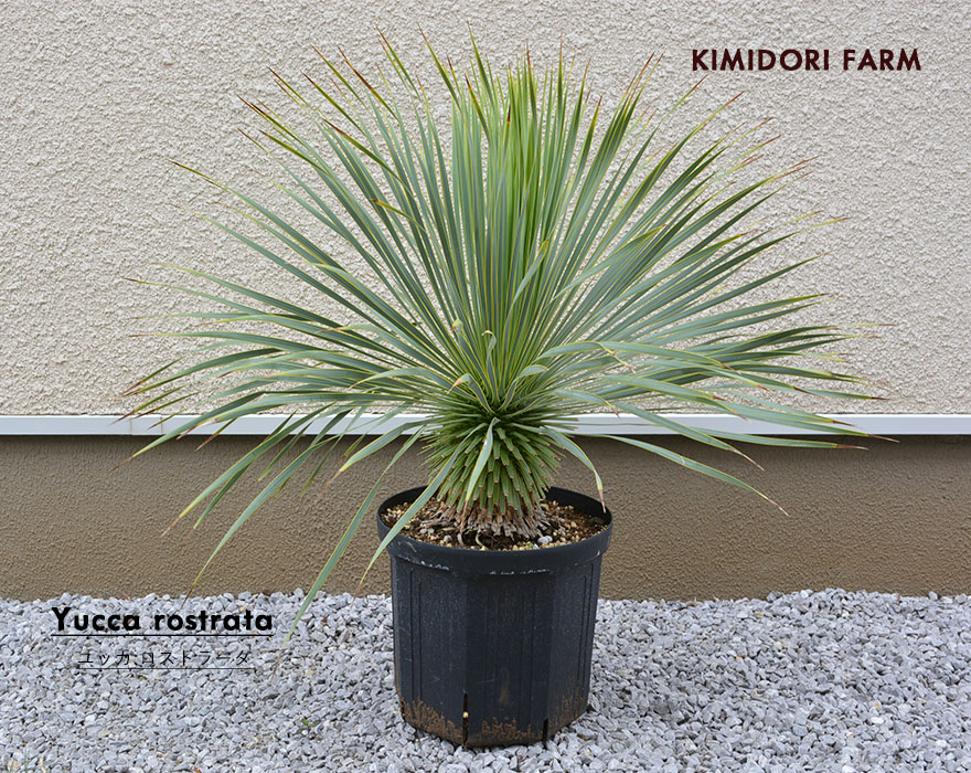 現品発送】ユッカ ロストラータ 常緑 観葉植物 耐寒性 ドライガーデン