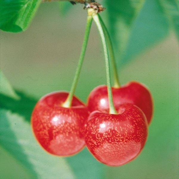 花と緑 国華園 - サクランボ苗｜Yahoo!ショッピング