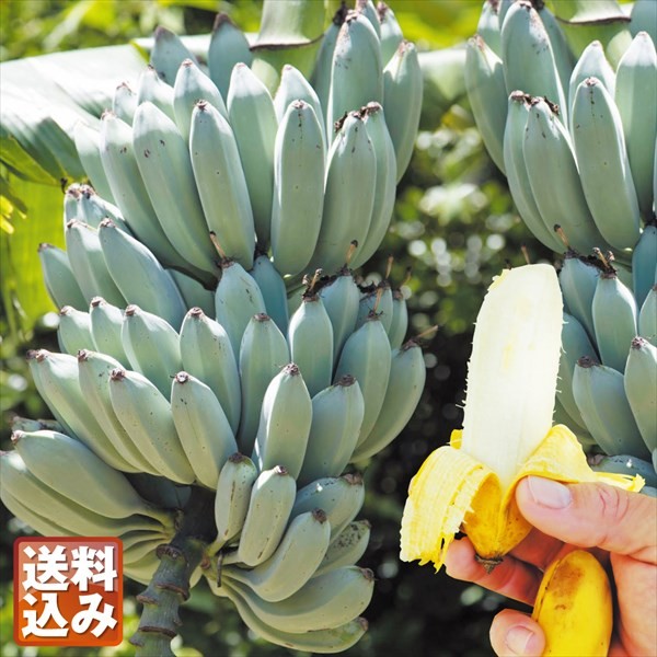 果樹苗 耐寒性バナナ アイスクリームバナナ 1株 送料込み 爆買 : 花と
