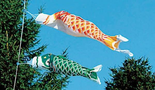 こいのぼり 庭園用 旭天竜 【2019年新作】 鯉幟 セット各種（ポール