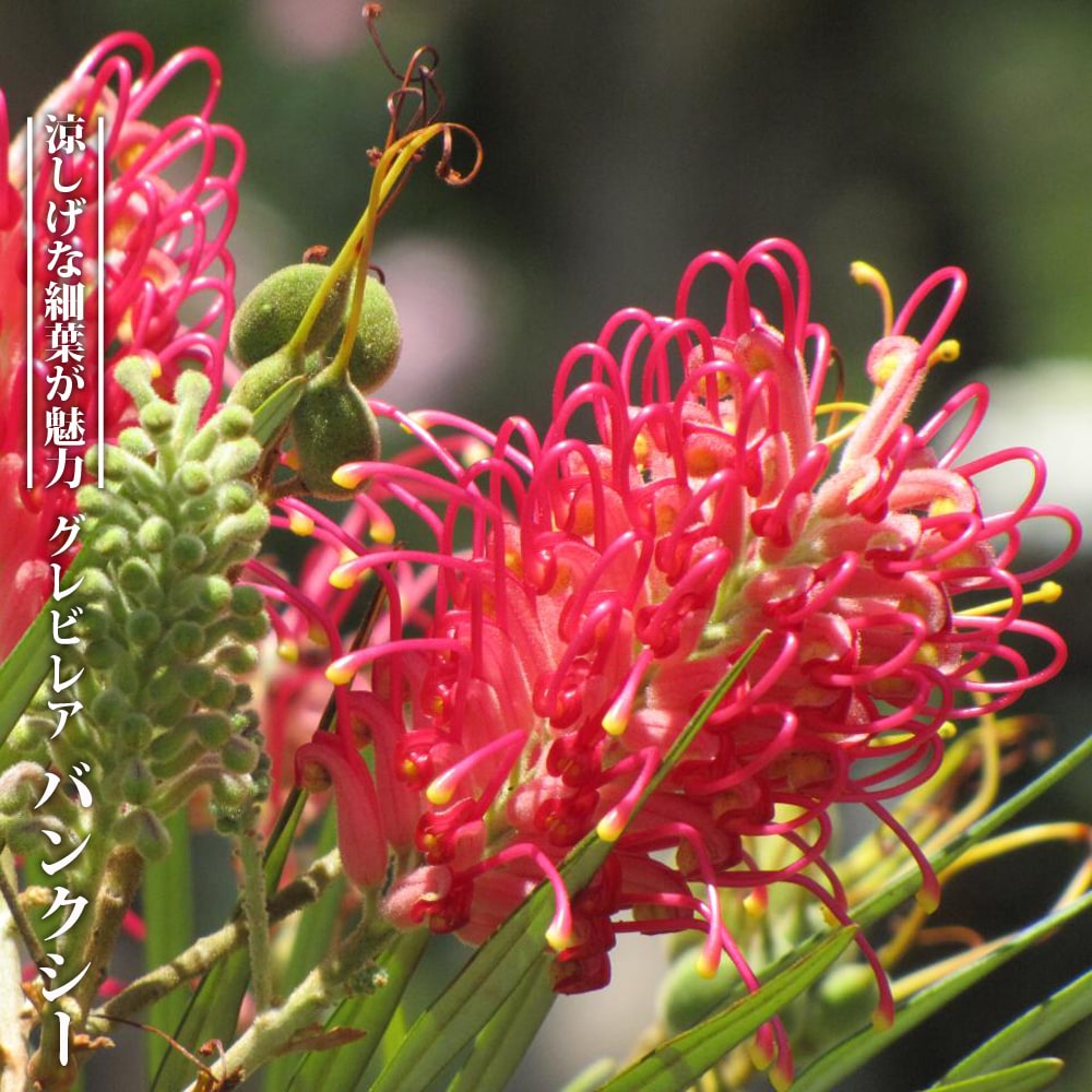 グレビレア バンクシー 7号ポット大苗 : 苗木部 花ひろばオンライン