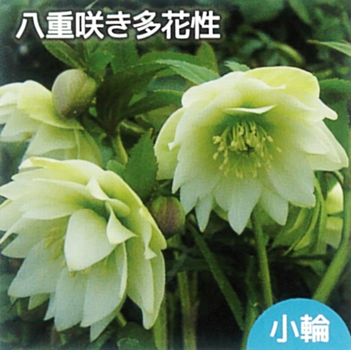 プチドール 沙羅 クリスマスローズ 3号ポット苗 : 苗木部 花ひろば