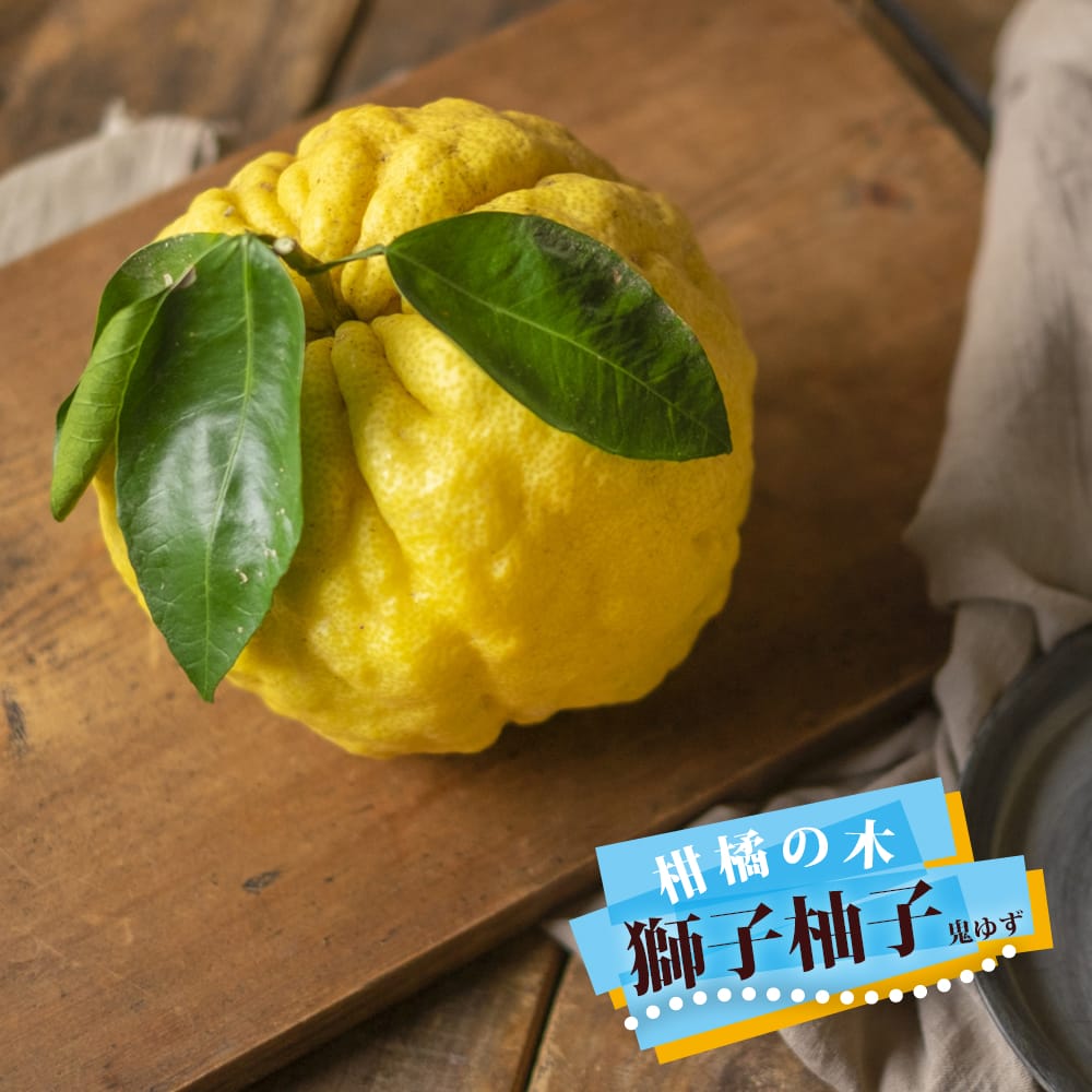 柚子 苗木 獅子柚子 （鬼柚子） 3年生接木大苗 シシユズ オニユズ 産地