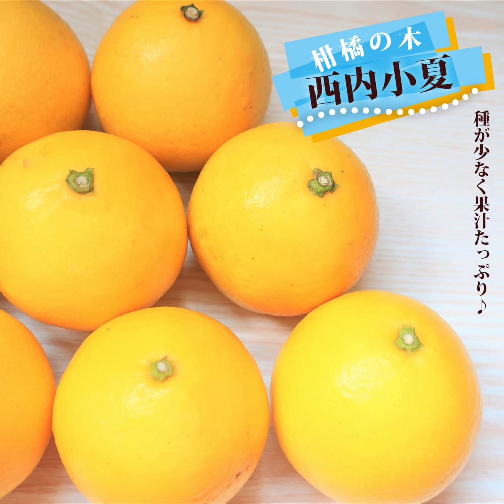 種なし日向夏 （西内小夏） 1年生接木苗 なつみかん : 苗木部 花ひろば