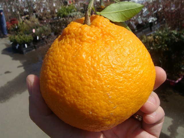 みかん 苗木 早生デコポン 不知火 3年生接木大苗 産地で剪定済 1.0m苗