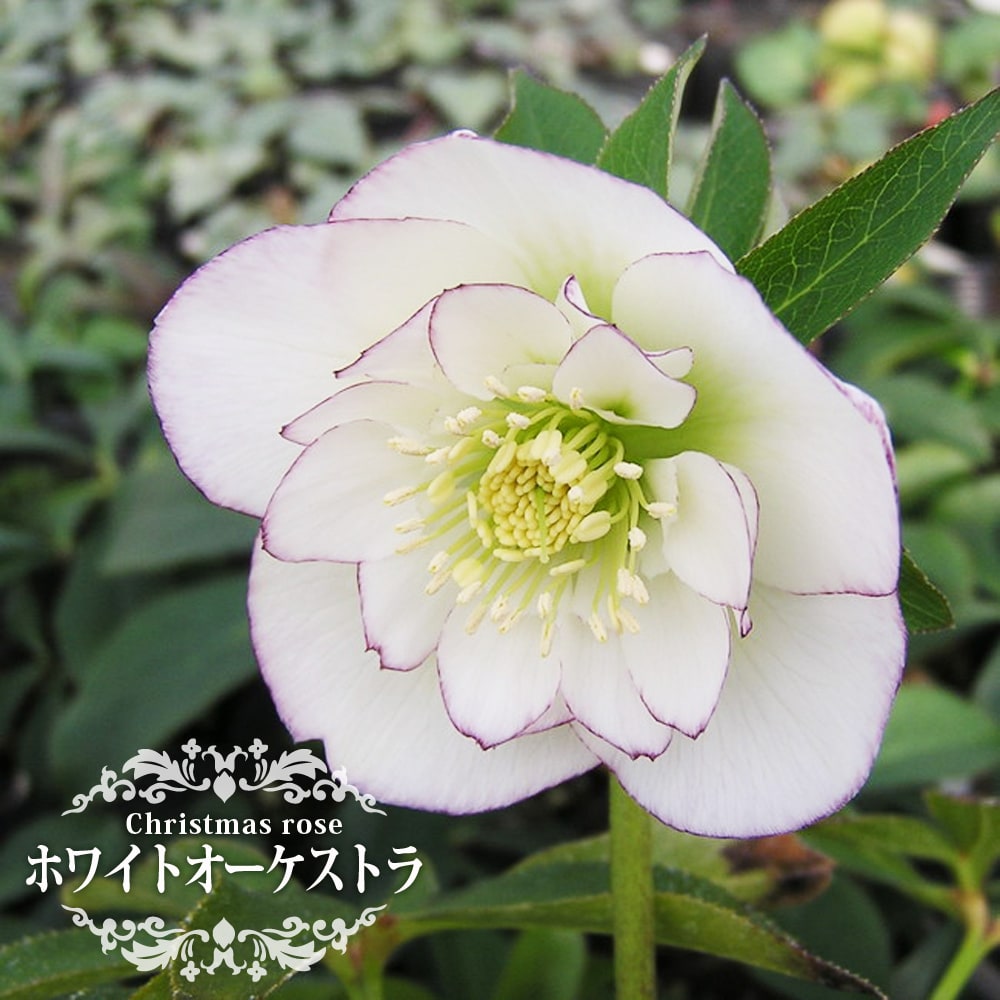 ホワイトオーケストラ アネモネ咲きクリスマスローズ 3号ポット 苗