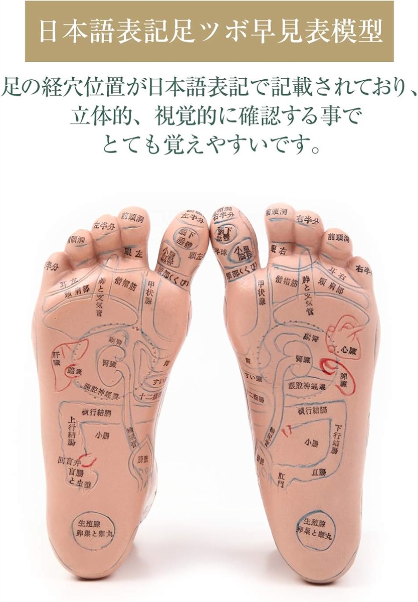 足つぼ 模型 足つぼマッサージ 体系的に覚えるツボグッズ 足裏
