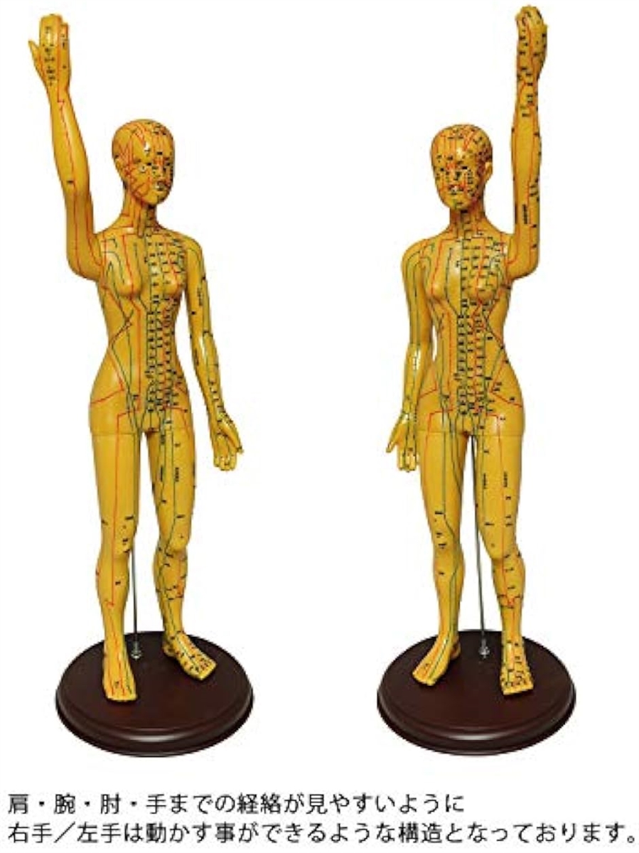 人体模型 ツボ 針灸 鍼灸経穴模型 経絡 モデル 整体 マッサージ 学習用