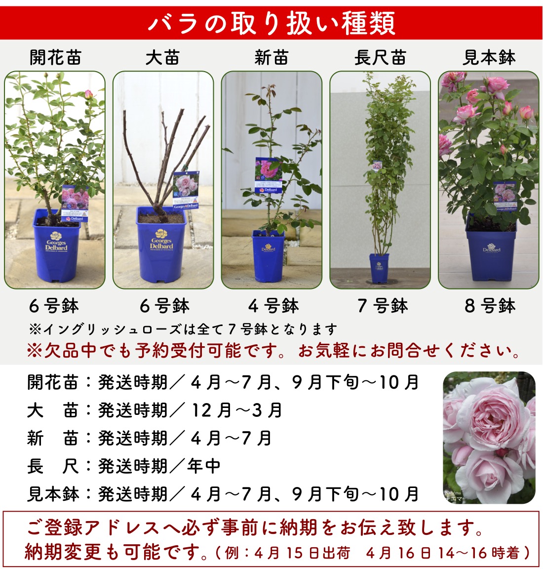 送料無料 タフタ 新苗4号鉢 新品種 鉢植え バラ 薔薇 河本バラ園