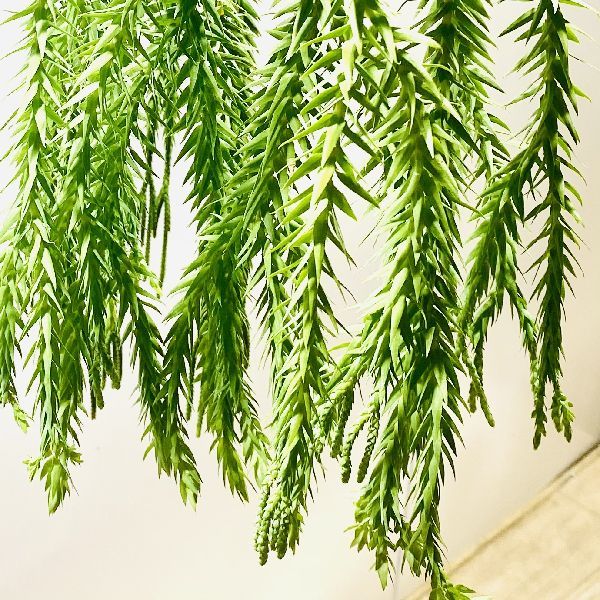 おしゃれ 観葉植物：フペルジア ゴエベリー*5号 吊り鉢 : 遊恵盆栽