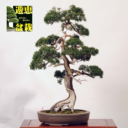 中品盆栽：糸魚川真柏【現品】*【大型ヤマト便配送】 【送料無料