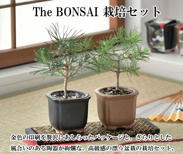 The BONSAI 栽培セット 黒松 赤松 栽培キット 栽培 セット キット 松