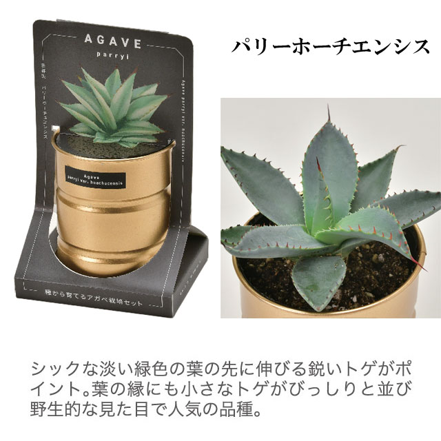 栽培キット 種から育てる アガベ栽培セット アガベ パリーホーチ
