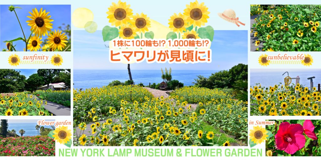 1株に100輪も!? 1,000輪も!? 人気のヒマワリ「サンフィニティ」と