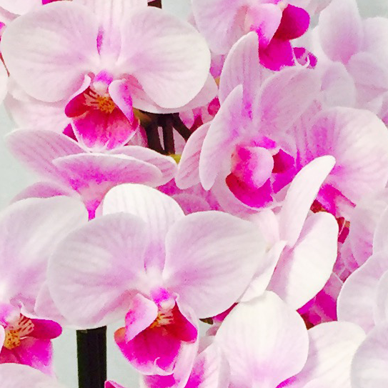 椎名洋ラン園 / ランラン 6.5号5本立ち