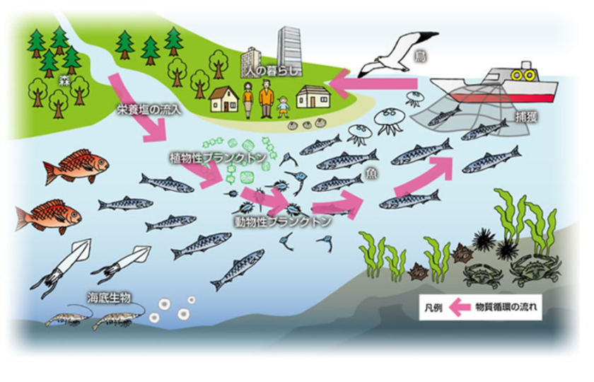 日本の海では生き物が減っている…… 海洋の貧栄養化から自然環境の