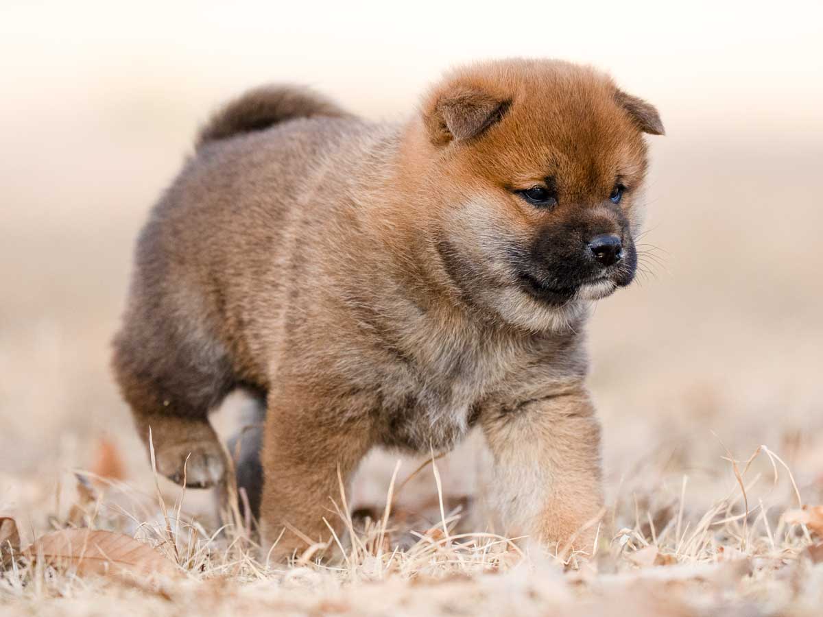 赤柴オス子犬】ID4631の価格・血統・保証内容｜安心の購入ガイド【東京