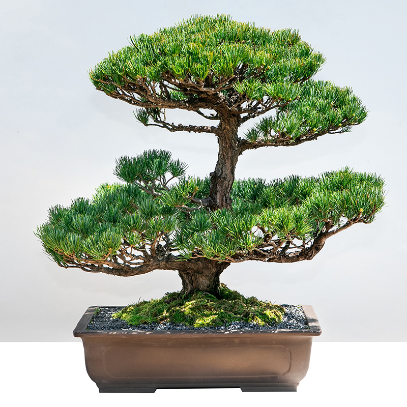 五葉松 | 株式会社 四季彩グリーン