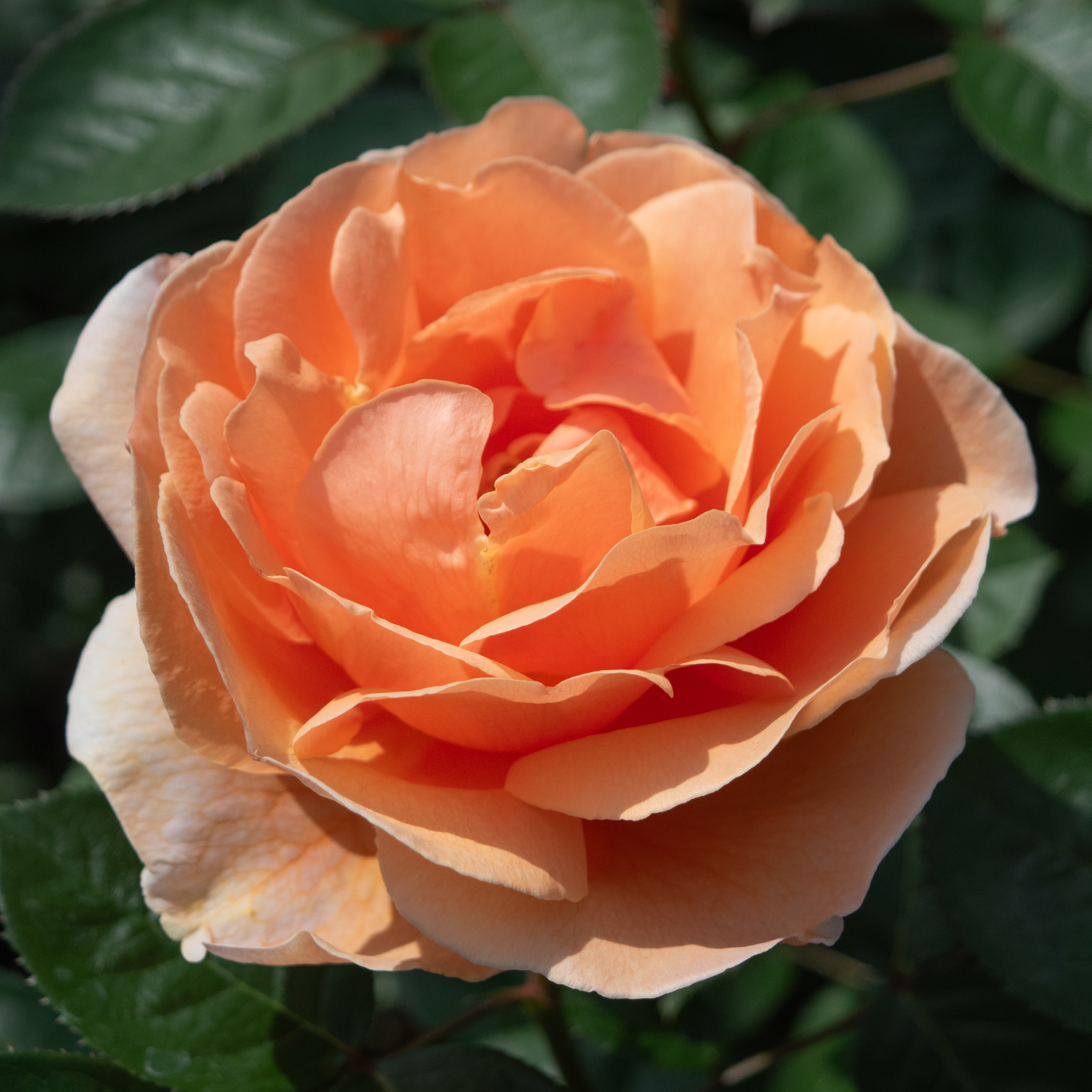 アベイ ドゥ クリュニー ｜バラ苗の通販の篠宮バラ園