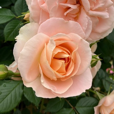 ザ キングズ ローズ｜バラ苗の通販の篠宮バラ園