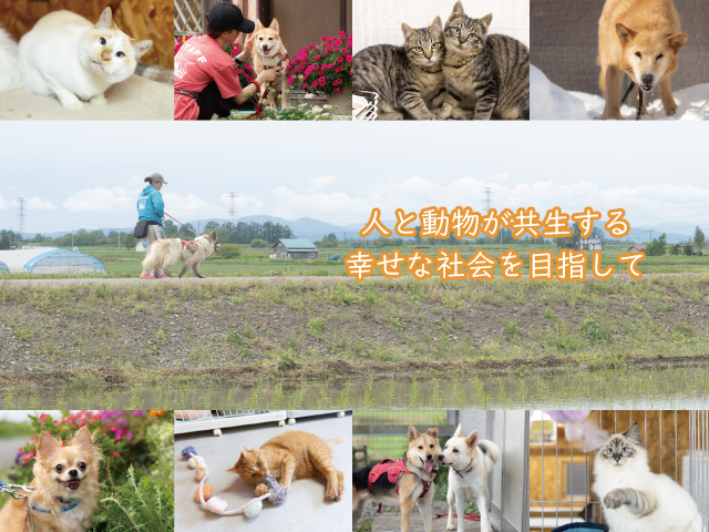 犬猫新しい飼い主（里親）募集 認定NPO法人HOKKAIDOしっぽの会