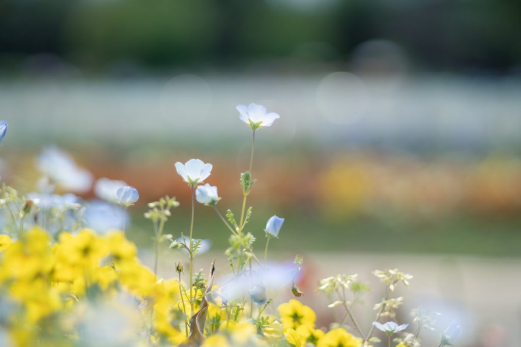 色乗り抜群の中望遠オールドレンズ「Super Takumar 105mm F2.8