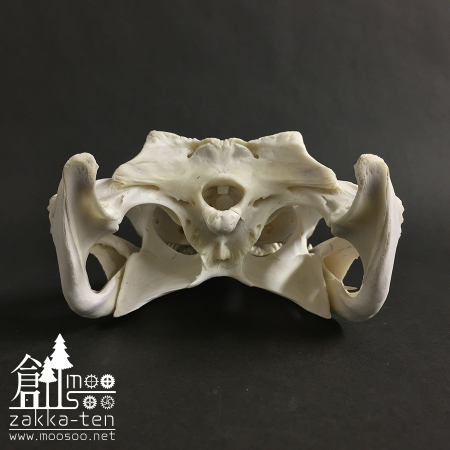 ワニの頭骨 | 博物と古物の奇妙な雑貨店 シュレディンガーの猫｜金沢の