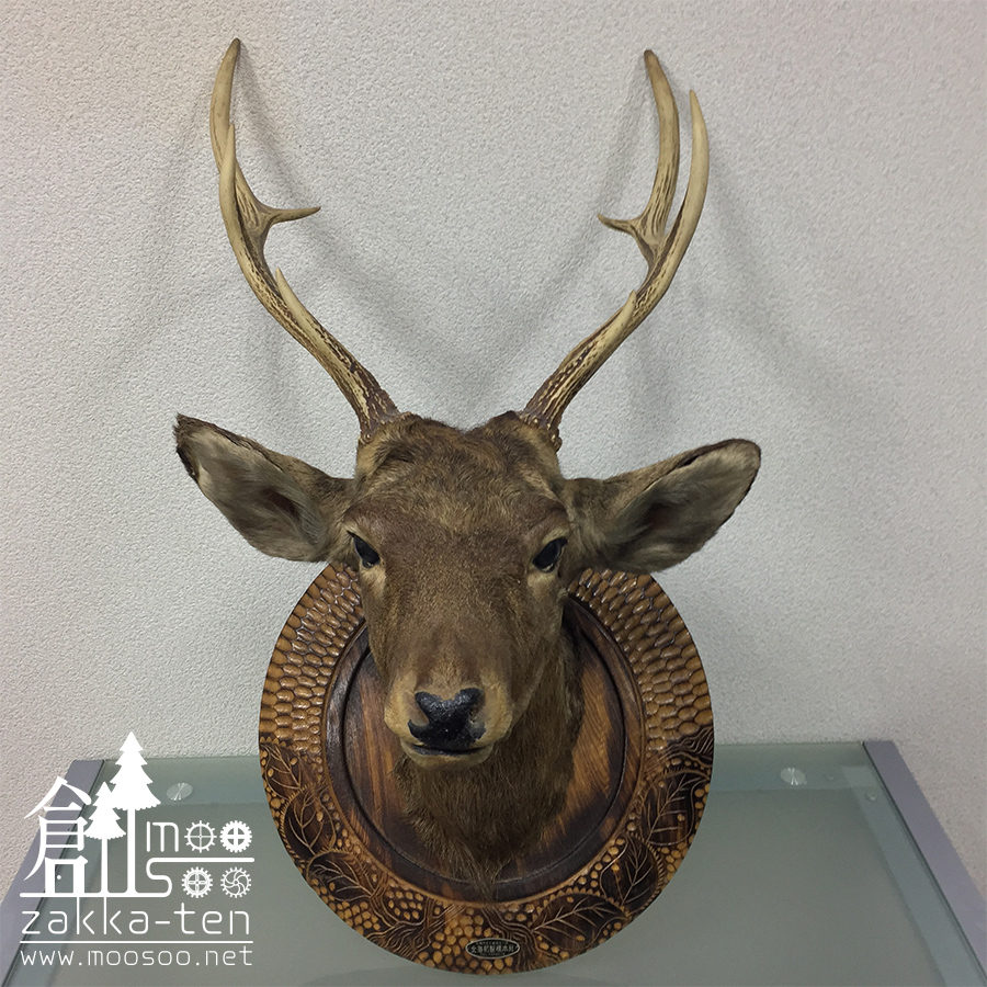 鹿のハンティングトロフィー | 博物と古物の奇妙な雑貨店