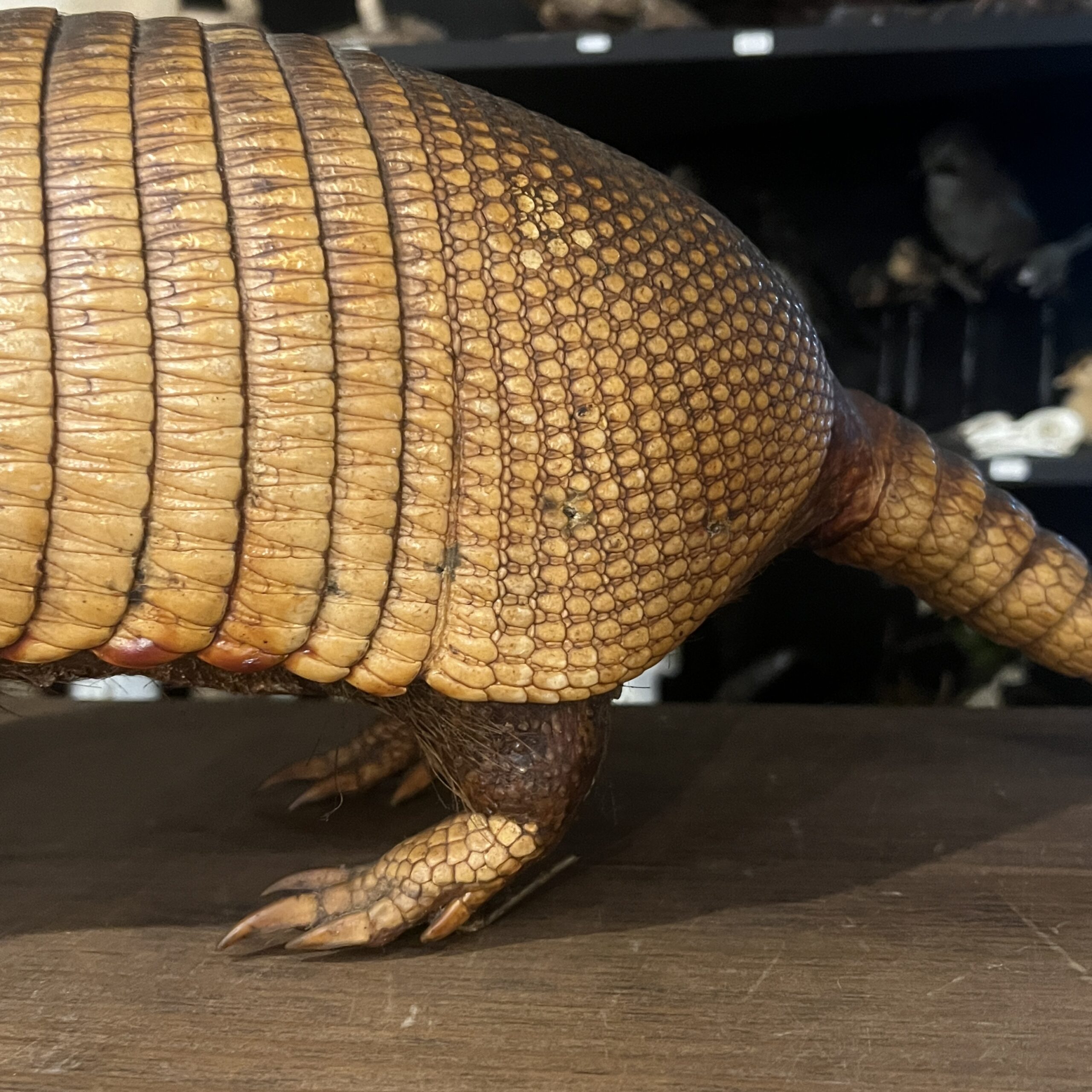 アルマジロの剥製 | 博物と古物の奇妙な雑貨店 シュレディンガーの猫