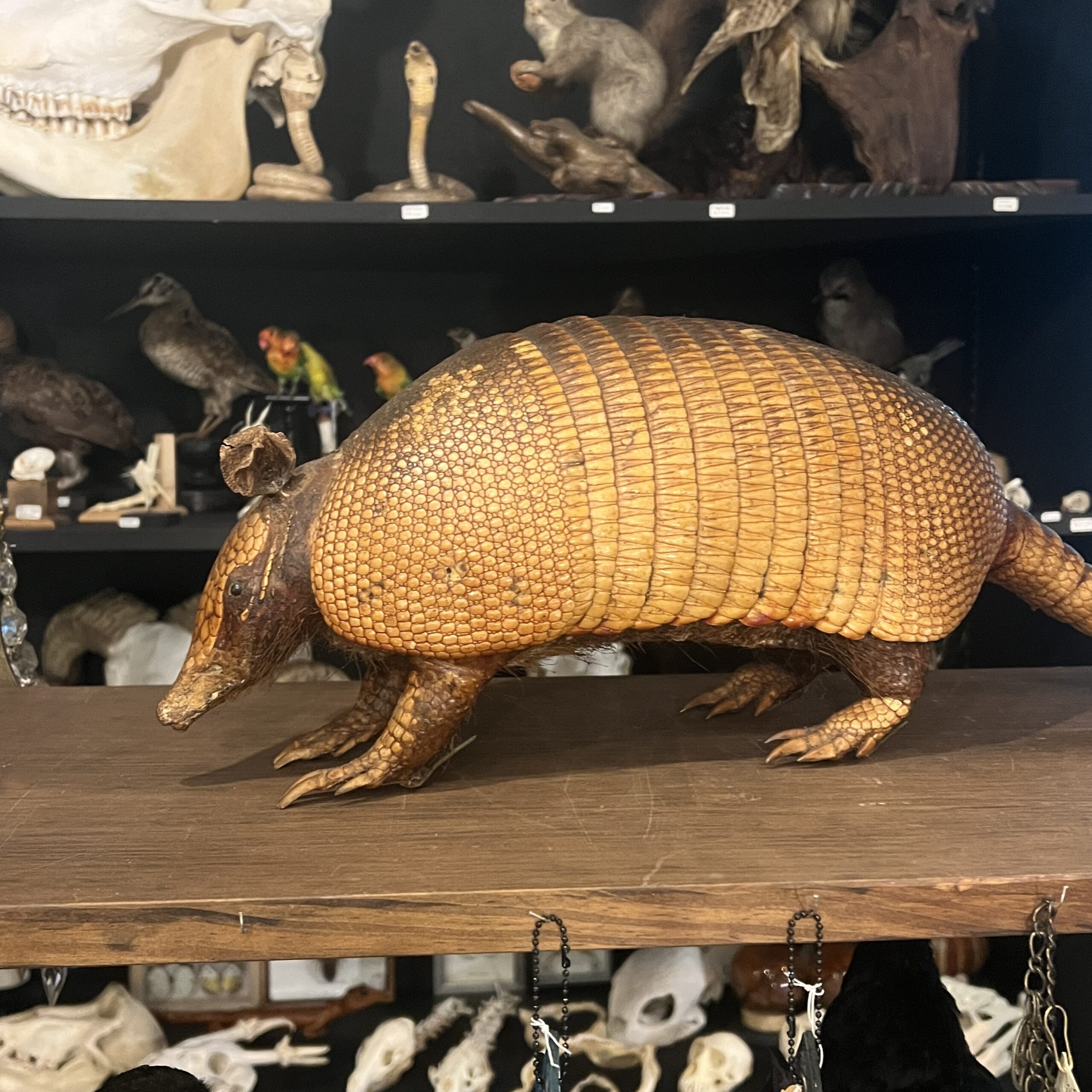 アルマジロの剥製 | 博物と古物の奇妙な雑貨店 シュレディンガーの猫