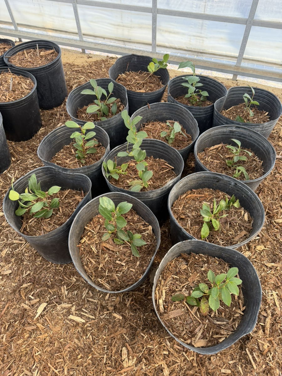 サカキの挿し木＠アグリボルタイクス自然栽農園 - SUNファーム SUN