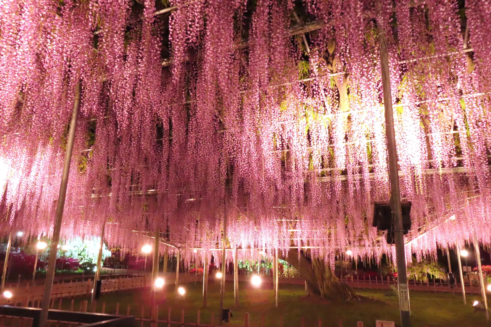 Japan's 160-year-old Great Wisteria of Tochigi is now in full