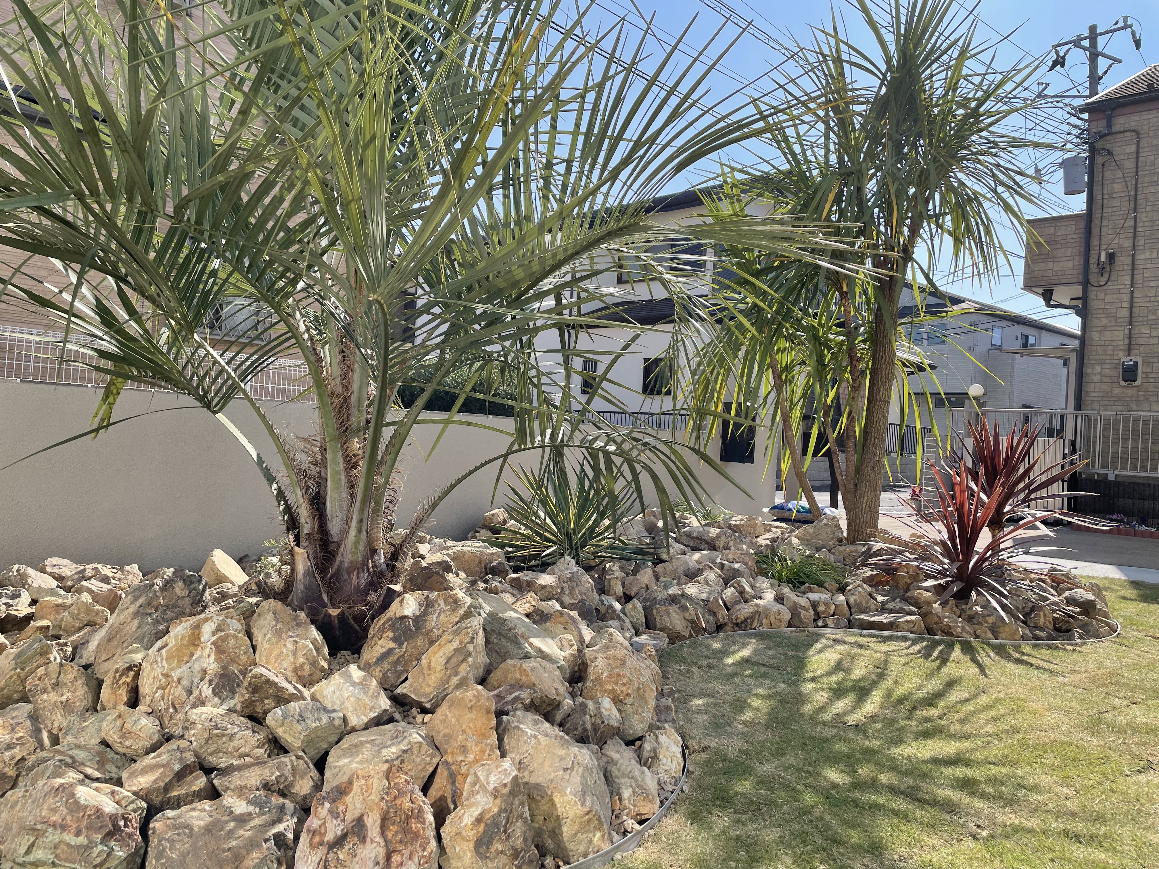 ロックガーデン 千葉県千葉市 ヤシの木 ココスヤシ