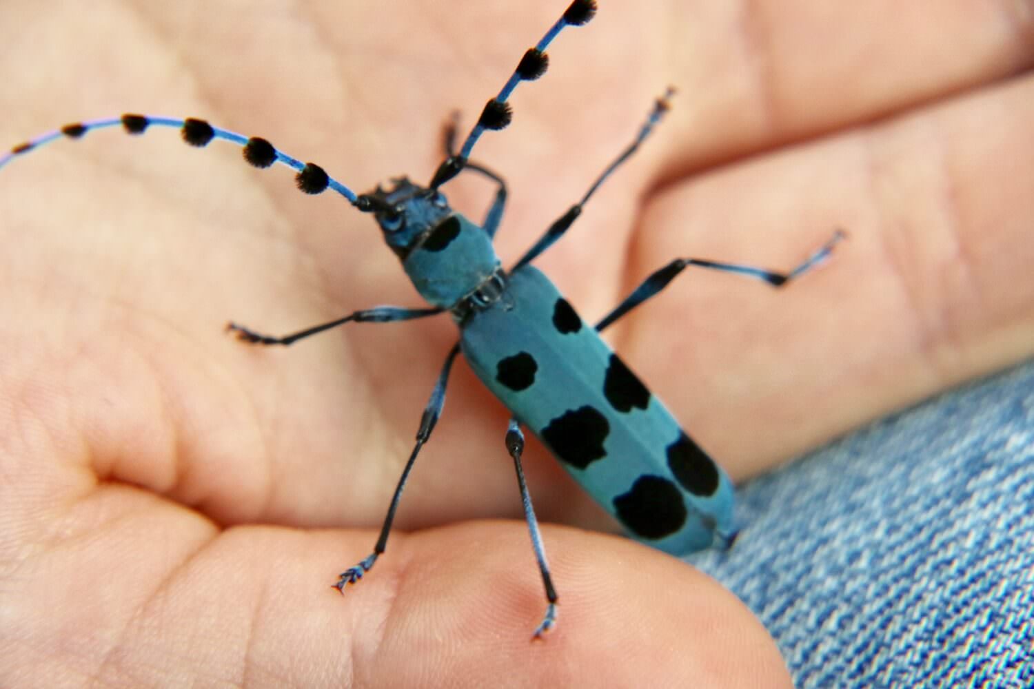 ルリボシカミキリ〜採取、生息場所、生態、死ぬと色が変わる